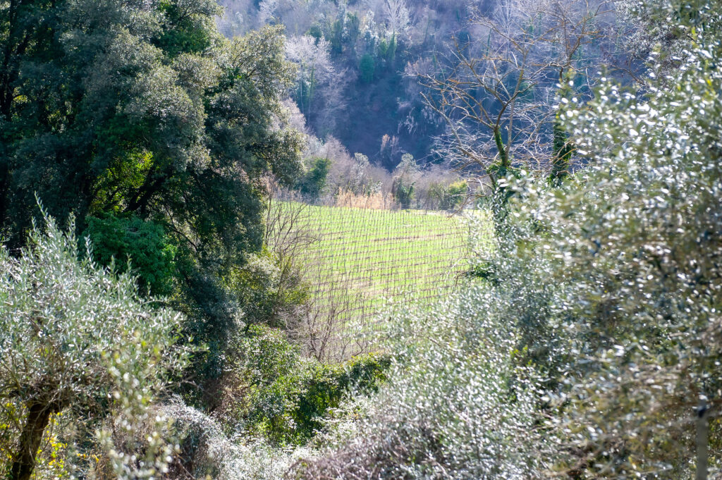 Le erbe officinali tra i filari