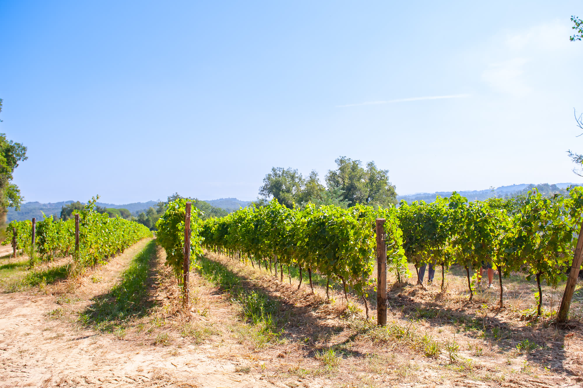 I filari di Usiglian del Vescovo tra le colline della Valdera