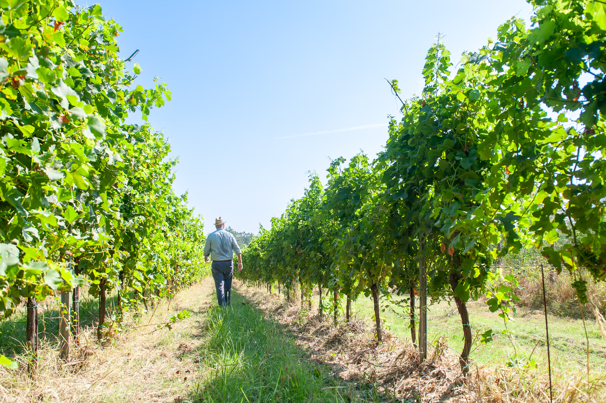 La cura manuale dei vigneti