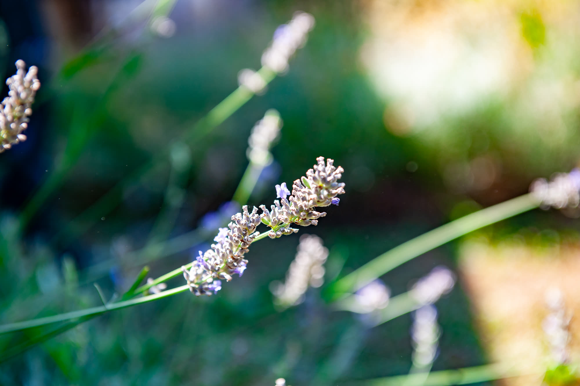 La lavanda tra le piante officinali della tenuta