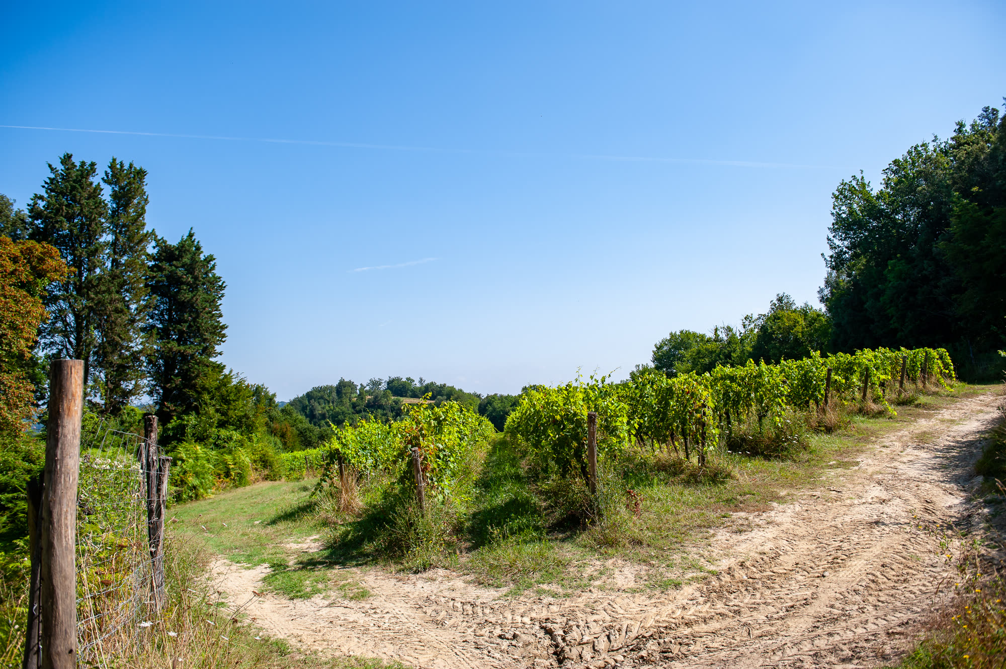 Le strade di sabbia della tenuta