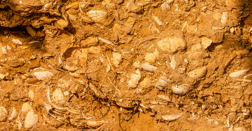Il suolo pliocenico: sabbia e fossili marini